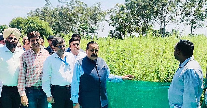 കശ്മീരിൽ സർക്കാർ മേൽനോട്ടത്തിൽ ഇനി കഞ്ചാവ് തോട്ടവും; പദ്ധതിക്ക് തുടക്കമിട്ട് കേന്ദ്രസർക്കാർ