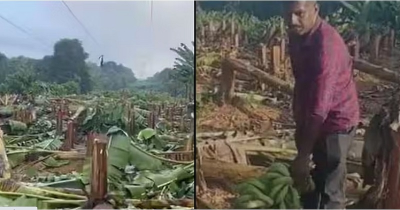 ‘ഒരു കർഷകന്റെ അദ്ധ്വാനത്തെ നശിപ്പിക്കുന്നത് അംഗീകരിക്കാനാവില്ല’ ; കെഎസ്ഇബിയുടെ വാഴവെട്ടിൽ വിമർശനവുമായി കൃഷി മന്ത്രി