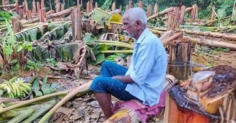 കെ.എസ്.ഇ.ബി വാഴവെട്ടിയ സംഭവം; കര്‍ഷകന് 3.5 ലക്ഷംരൂപ നഷ്ടപരിഹാരം നല്‍കും