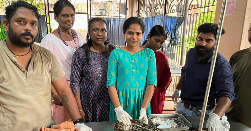 വാഹനമിടിച്ച് പരിക്കേറ്റു; പെരുമ്പാമ്പിന് ശസ്ത്രക്രിയ
