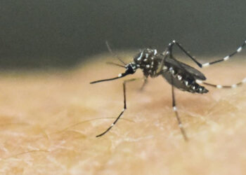 സിക്ക വൈറസെന്ന് സംശയം; തലശേരിയിൽ വിദ്യാർത്ഥികൾക്ക് ദേഹാസ്വാസ്ഥ്യം