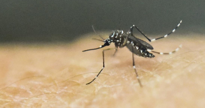 സിക്ക വൈറസെന്ന് സംശയം; തലശേരിയിൽ വിദ്യാർത്ഥികൾക്ക് ദേഹാസ്വാസ്ഥ്യം