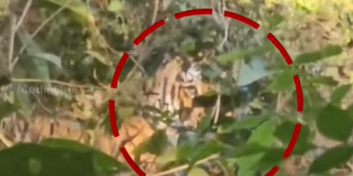 കാട്ടിൽ നിന്നും വന്യമൃഗങ്ങൾ നാട്ടിലേക്ക്: കണ്ണൂരിൽ പുലിക്കും ആനക്കും പിന്നാലെ കടുവയും