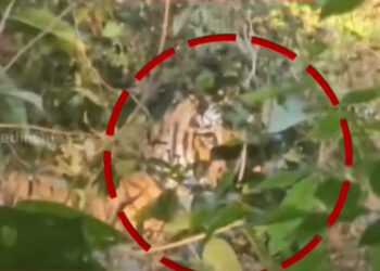 കാട്ടിൽ നിന്നും വന്യമൃഗങ്ങൾ നാട്ടിലേക്ക്: കണ്ണൂരിൽ പുലിക്കും ആനക്കും പിന്നാലെ കടുവയും