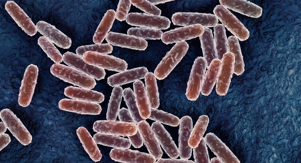 പതിനാലാം നൂറ്റാണ്ടിലെ ‘ബ്ലാക്ക് ഡെത്ത്’; ബ്യൂബോണിക് പ്ലേഗ് അമേരിക്കയിൽ സ്ഥിരീകരിച്ചു