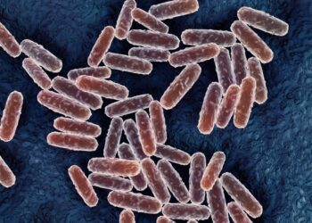 പതിനാലാം നൂറ്റാണ്ടിലെ ‘ബ്ലാക്ക് ഡെത്ത്’; ബ്യൂബോണിക് പ്ലേഗ് അമേരിക്കയിൽ സ്ഥിരീകരിച്ചു