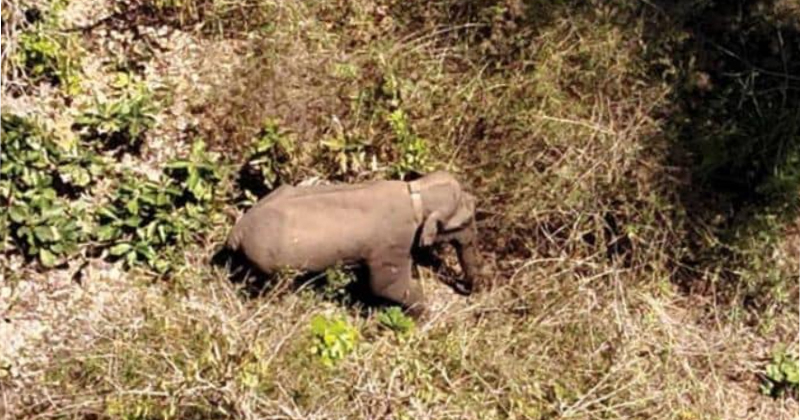 കർണാടകയുമായി ചേർന്ന് സംയുക്ത പ്ലാൻ തയ്യാറാക്കണം; ബേലൂർ മഖ്നയെ വെടിവെച്ചു കൊല്ലാനാകില്ലെന്ന് കോടതി