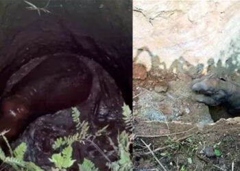 മൂന്ന് മണിക്കൂർ നീണ്ട രക്ഷാപ്രവര്‍ത്തനം; ഒടുവിൽ പൊട്ടക്കിണറ്റിൽ വീണ ആനക്കുട്ടി കാട്ടില്ലേക്ക്