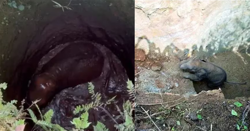 മൂന്ന് മണിക്കൂർ നീണ്ട രക്ഷാപ്രവര്‍ത്തനം; ഒടുവിൽ പൊട്ടക്കിണറ്റിൽ വീണ ആനക്കുട്ടി കാട്ടില്ലേക്ക്