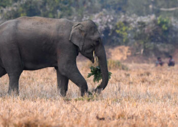 കാട്ടാന ആക്രമണത്തിൽ ഓട്ടോറിക്ഷാ ഡ്രൈവറുടെ മരണം: മൂന്നാറിൽ എൽഡിഎഫ് ഹർത്താൽ