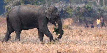 കാട്ടാന ആക്രമണത്തിൽ ഓട്ടോറിക്ഷാ ഡ്രൈവറുടെ മരണം: മൂന്നാറിൽ എൽഡിഎഫ് ഹർത്താൽ