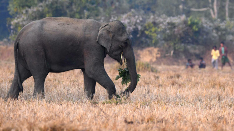 A wild elephant gathers near a field in search of food at a village in Nagaon district, in the northeastern state of Assam, India on Dec 30,2022. (Photo by Anuwar Hazarika/NurPhoto via Getty Images)