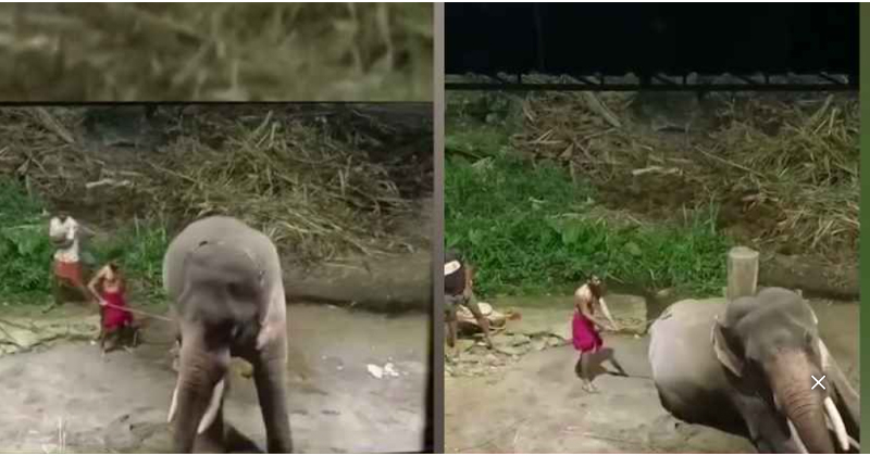 ഗുരുവായൂര്‍ ആനക്കോട്ടയിലെ ആനകൾക്ക് ക്രൂര മർദനം; രണ്ട് പാപ്പാന്മാർക്ക് സസ്പെന്‍ഷൻ