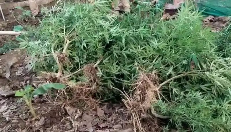 വീട്ടുവളപ്പിൽ കഞ്ചാവ് തോട്ടം; മൂപ്പെത്താനായ കഞ്ചാവ് ചെടികൾ വേരോടെ പിഴുത്  എക്സൈസ് സംഘം