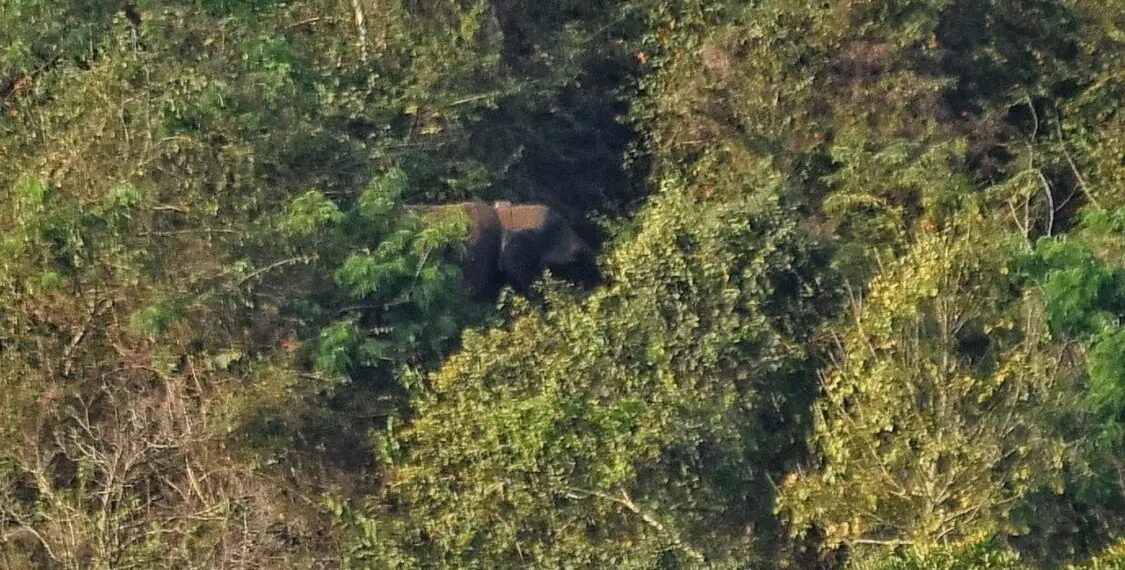 ഓപ്പറേഷന്‍ ബേലൂർ മഖ്‌ന: ആനയെ ട്രാക്ക് ചെയ്തു; കുങ്കികള്‍ കാട്ടിലേക്ക്