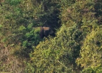 ഓപ്പറേഷന്‍ ബേലൂർ മഖ്‌ന: ആനയെ ട്രാക്ക് ചെയ്തു; കുങ്കികള്‍ കാട്ടിലേക്ക്