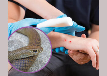 പാമ്പുകളുടെ വിഷത്തെ പ്രതിരോധിക്കാൻ കഴിയുന്ന ആൻ്റിബോഡി ; പുതിയ നേട്ടം കൈവരിച്ച് ഇന്ത്യൻ ശാസ്ത്രഞ്ജർ