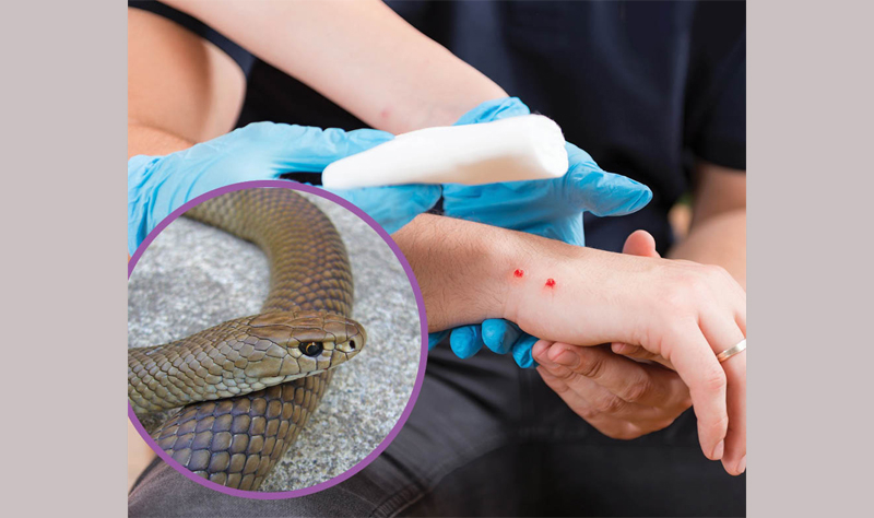 പാമ്പുകളുടെ വിഷത്തെ പ്രതിരോധിക്കാൻ കഴിയുന്ന ആൻ്റിബോഡി ; പുതിയ നേട്ടം കൈവരിച്ച് ഇന്ത്യൻ ശാസ്ത്രഞ്ജർ