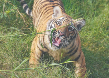 പത്താം ക്ലാസുകാരനെ കടുവ കടിച്ച് കൊന്നു; വനംവകുപ്പിനെതിരെ നാട്ടുകാർ