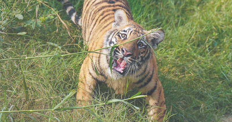 പത്താം ക്ലാസുകാരനെ കടുവ കടിച്ച് കൊന്നു; വനംവകുപ്പിനെതിരെ നാട്ടുകാർ