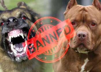 ഇരുപതിൽ അധികം നായകളുടെ ഇറക്കുമതിക്കും, വിൽപ്പനയ്ക്കും നിരോധനം; സംസ്ഥാനങ്ങൾക്ക് നിർദ്ദേശം നൽകി കേന്ദ്രം