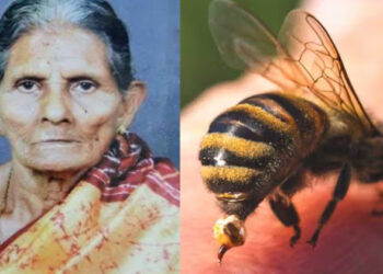 ഇടുക്കിയിൽ തേനീച്ചയുടെ കുത്തേറ്റ് വയോധികയ്ക്ക് ദാരുണാന്ത്യം