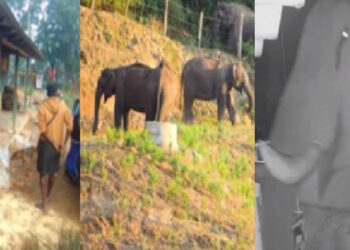 കാട്ടാന ഭീതിയിൽ ഇടുക്കി; ദേശീയപാതയിൽ ഉൾപ്പെടെ ആറിടത്ത് ആനയിറങ്ങി