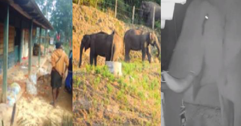 കാട്ടാന ഭീതിയിൽ ഇടുക്കി; ദേശീയപാതയിൽ ഉൾപ്പെടെ ആറിടത്ത് ആനയിറങ്ങി