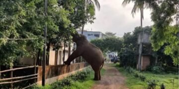 പത്തനംതിട്ടയിൽ കാട്ടാനയാക്രമണം: യുവാവ് കൊല്ലപ്പെട്ടു