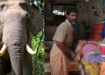 വീണ്ടും ജീവനെടുത്ത് കാട്ടാന; അടിമാലിയില് കാട്ടാന ആക്രമണത്തില് വീട്ടമ്മ മരിച്ചു