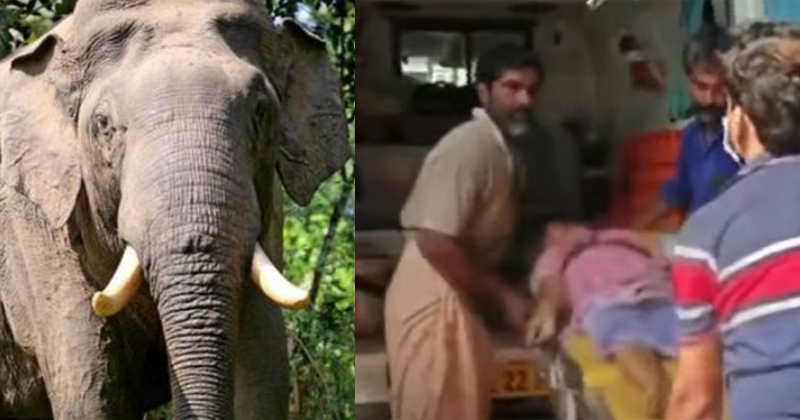 വീണ്ടും ജീവനെടുത്ത് കാട്ടാന; അടിമാലിയില് കാട്ടാന ആക്രമണത്തില് വീട്ടമ്മ മരിച്ചു