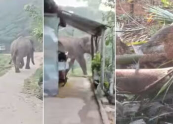 ജനവാസമേഖലയിൽ വീണ്ടും കാട്ടാന ; മൂന്നാറിൽ കട്ടക്കൊമ്പൻ, കാഞ്ഞിരവേലിയിൽ ഒറ്റക്കൊമ്പൻ