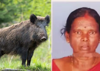 പാലക്കാട്ട് സ്ത്രീക്ക് നേരെ കാട്ടുപന്നിയുടെ ആക്രമണം; കാൽ കടിച്ചു മുറിച്ചു