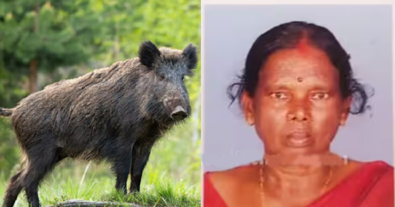 പാലക്കാട്ട് സ്ത്രീക്ക് നേരെ കാട്ടുപന്നിയുടെ ആക്രമണം; കാൽ കടിച്ചു മുറിച്ചു