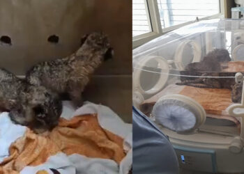 അമര്‍, അക്ബര്‍, ആന്റണി…സിംഹക്കുട്ടികള്‍ക്ക് പേര് നല്‍കി സുവോളജിക്കല്‍ പാര്‍ക്ക്