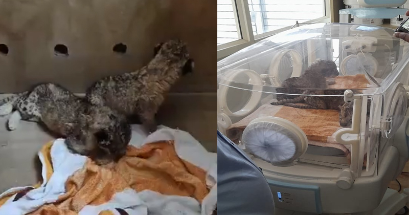 അമര്, അക്ബര്, ആന്റണി…സിംഹക്കുട്ടികള്ക്ക് പേര് നല്കി സുവോളജിക്കല് പാര്ക്ക്