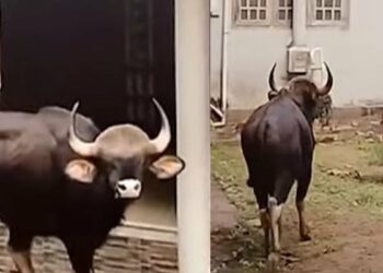 കോഴിക്കോട് ജനവാസ മേഖലയില് കാട്ടുപോത്ത്; കാട്ടിലേക്ക് തുരത്താൻ അധികൃതരുടെ ശ്രമം