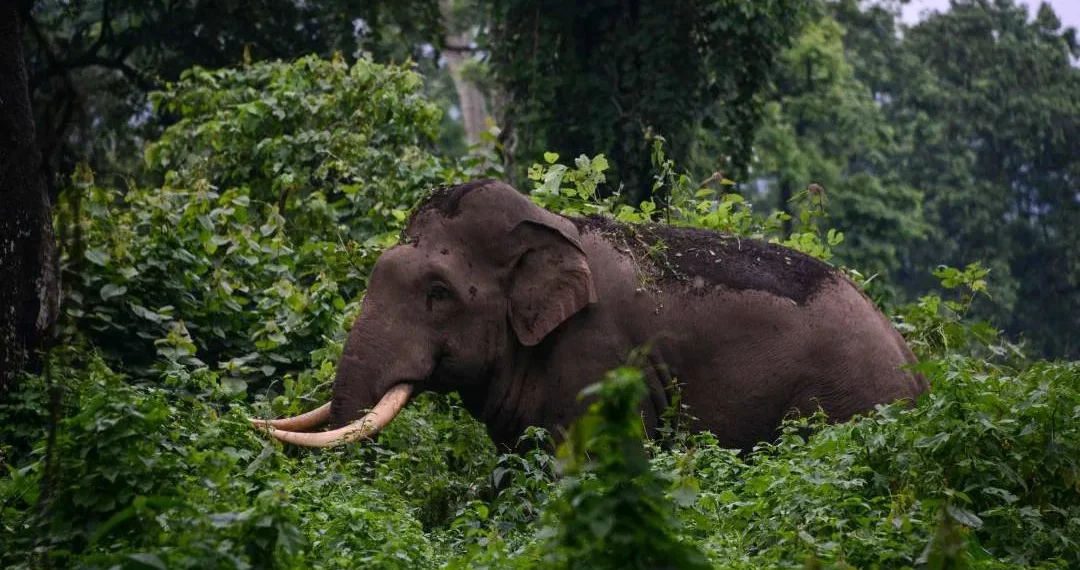 വീണ്ടും ജീവനെടുത്ത് കാട്ടാന ആക്രമണം; പത്തനംതിട്ടയിൽ മധ്യവയസ്കന് ദാരുണാന്ത്യം