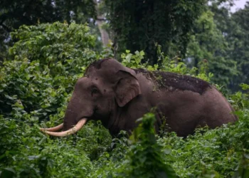 വീണ്ടും ജീവനെടുത്ത് കാട്ടാന ആക്രമണം; പത്തനംതിട്ടയിൽ മധ്യവയസ്കന് ദാരുണാന്ത്യം