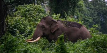 വീണ്ടും ജീവനെടുത്ത് കാട്ടാന ആക്രമണം; പത്തനംതിട്ടയിൽ മധ്യവയസ്കന് ദാരുണാന്ത്യം