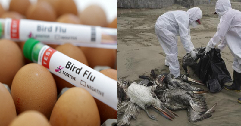 ‘പക്ഷിപ്പനി കോവിഡിനേക്കാള്‍ നൂറുമടങ്ങ് അപകടകാരി’; മുന്നറിയിപ്പ് നൽകി ശാസ്ത്രജ്ഞര്‍