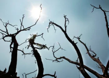 കേരളം കനത്ത ചൂടിൽ; 12 ജില്ലകളിൽ ഇന്ന് യെല്ലോ അലർട്ട്