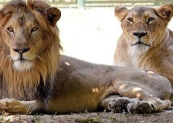വിവാദങ്ങള്‍ക്ക് പിന്നാലെ, സഫാരി പാര്‍ക്കിലെ സിംഹങ്ങള്‍ക്ക് പുതിയ പേര്