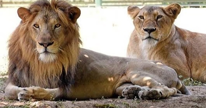 വിവാദങ്ങള്‍ക്ക് പിന്നാലെ, സഫാരി പാര്‍ക്കിലെ സിംഹങ്ങള്‍ക്ക് പുതിയ പേര്