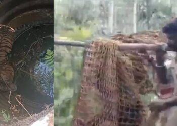 മൂന്നാനക്കുഴിയിൽ കിണറ്റിൽ വീണ കടുവയെ മയക്കുവെടി വച്ചു