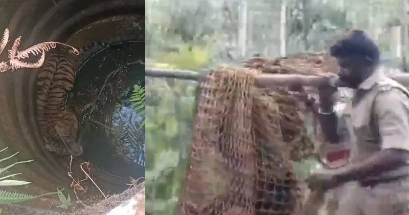 മൂന്നാനക്കുഴിയിൽ കിണറ്റിൽ വീണ കടുവയെ മയക്കുവെടി വച്ചു