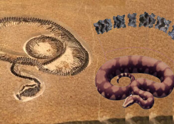 ലോകത്തിലെ ഏറ്റവും വലിയ പാമ്പിന്റെ ഫോസിലുകൾ ഗുജറാത്തില്; വാസുകി എന്ന് പേരിട്ട് ഗവേഷകർ