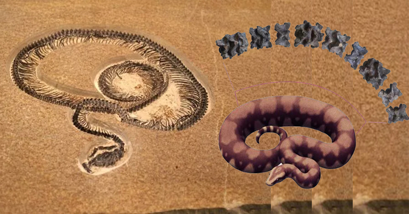 ലോകത്തിലെ ഏറ്റവും വലിയ പാമ്പിന്റെ ഫോസിലുകൾ ഗുജറാത്തില്‍; വാസുകി എന്ന് പേരിട്ട് ഗവേഷകർ