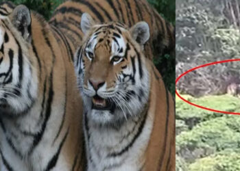 മൂന്നാറില്‍ ജനവാസമേഖലയില്‍ ഇറങ്ങിയത് മൂന്ന് കടുവകള്‍