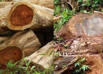 കണ്ണൂർ ആറളത്തും അനധികൃത മരംമുറിയെന്ന് പരാതി